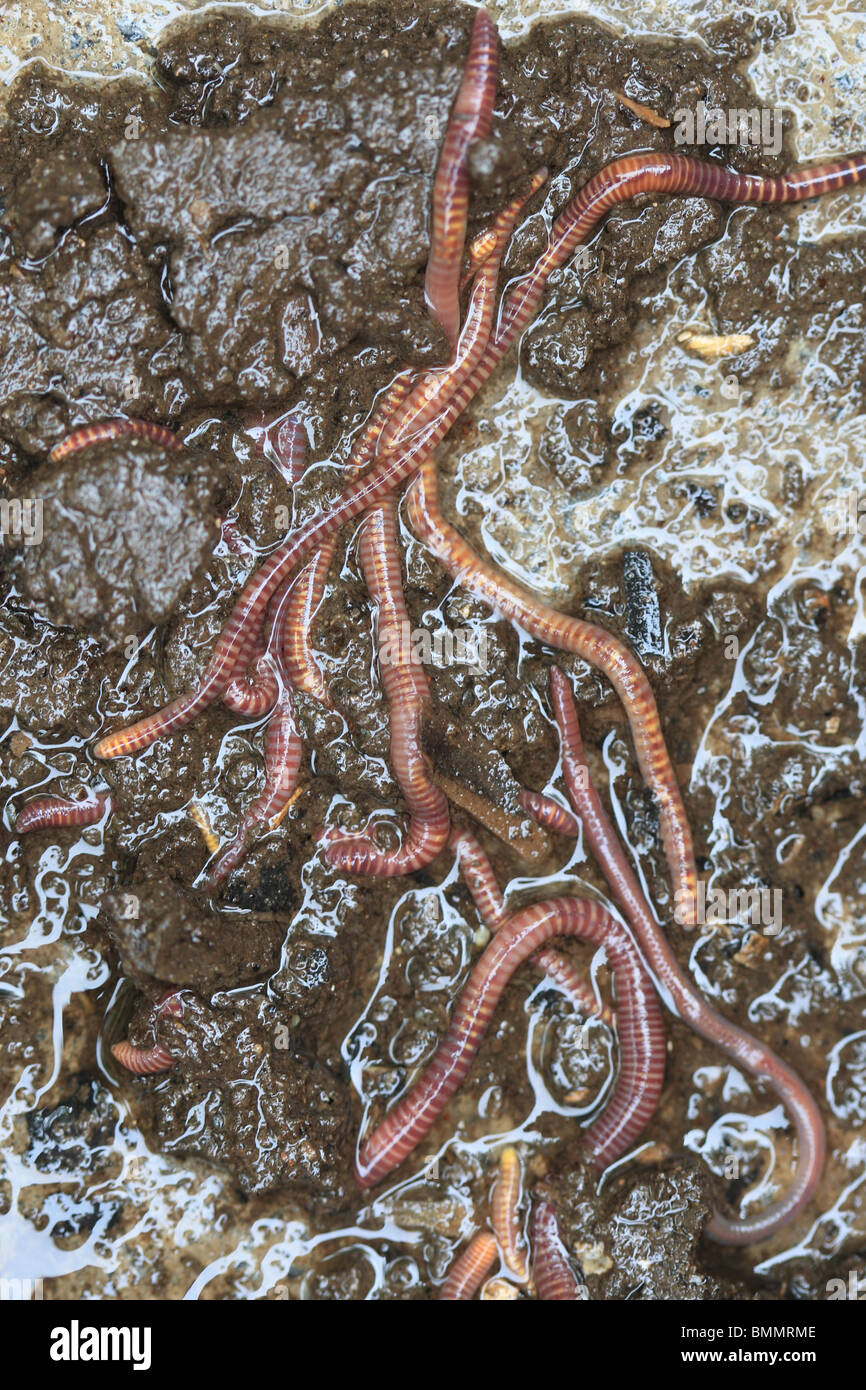 TIGER WORM (Eisenia foetida) WILL NOT TOLERATE VERY WET CONDITIONS Stock Photo