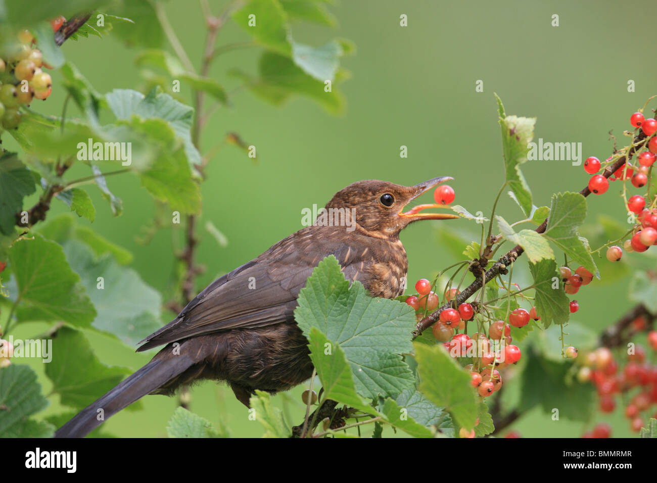 BLACKBIRD (Turdus merula) JUVENILE ABOUT TO SWALLOW RED CURRANT Stock Photo