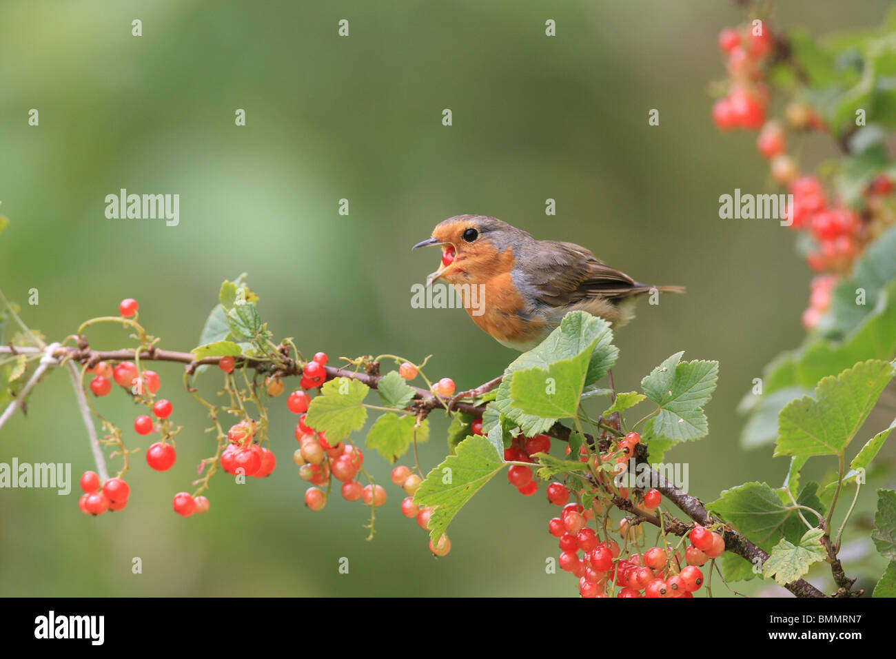 ROBIN (Erithacus rubecula) PERCHING IN RED CURRANT BUSH SWALLOWING RED CURRANT Stock Photo