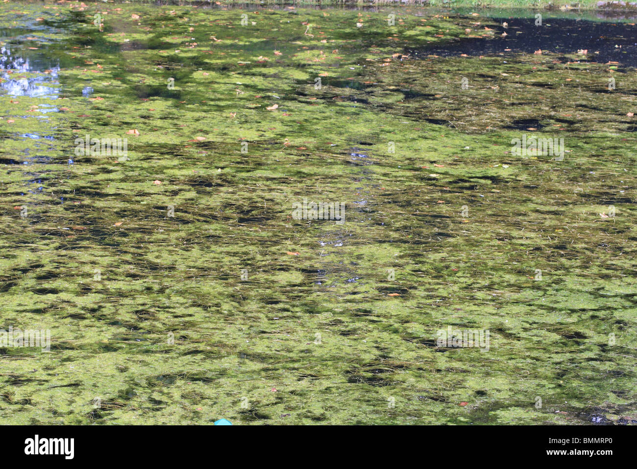 BLANKETWEED COVERING POND SURFACE Stock Photo Alamy