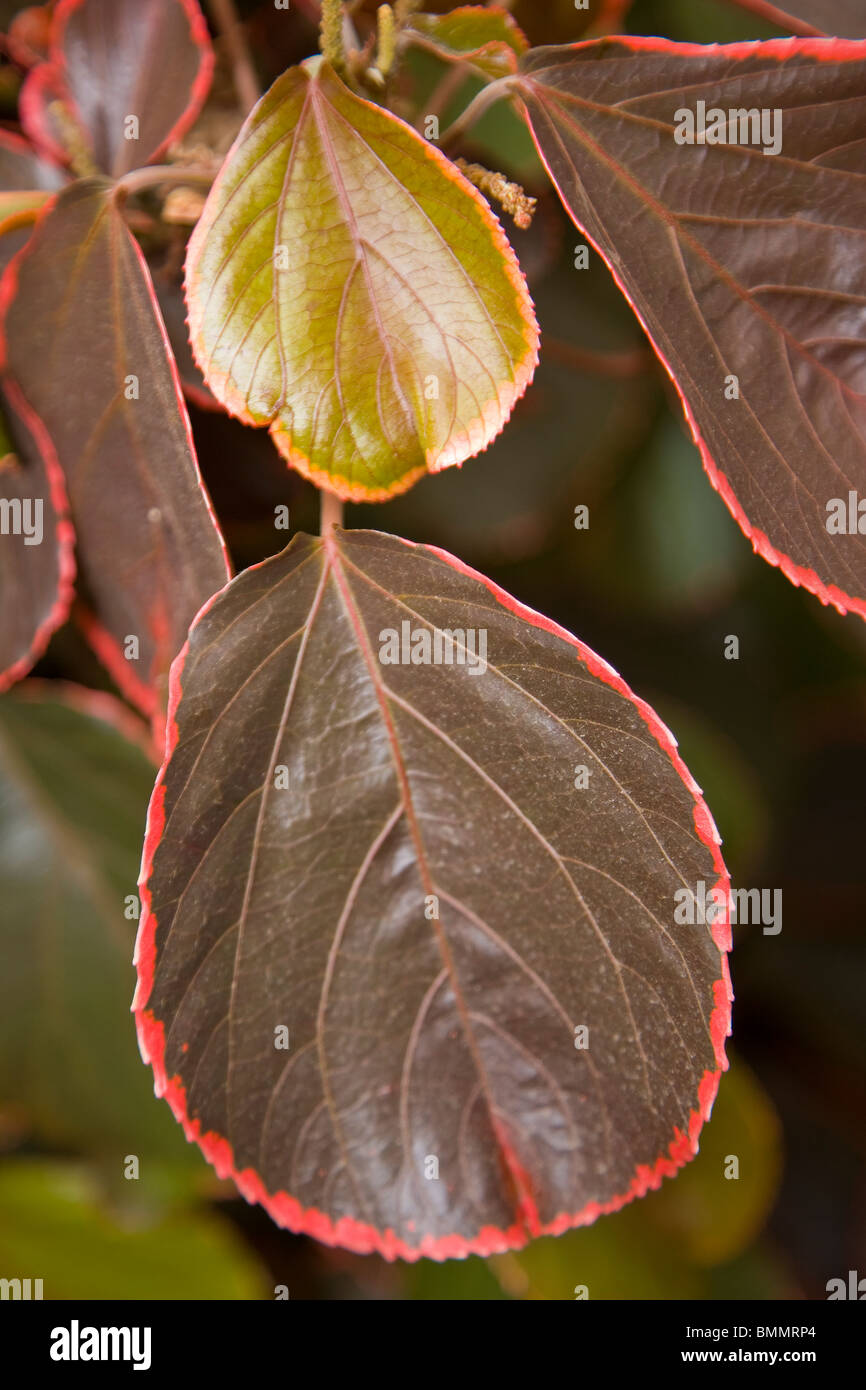 Acalypha wilkesiana Jacob´s Coat Stock Photo