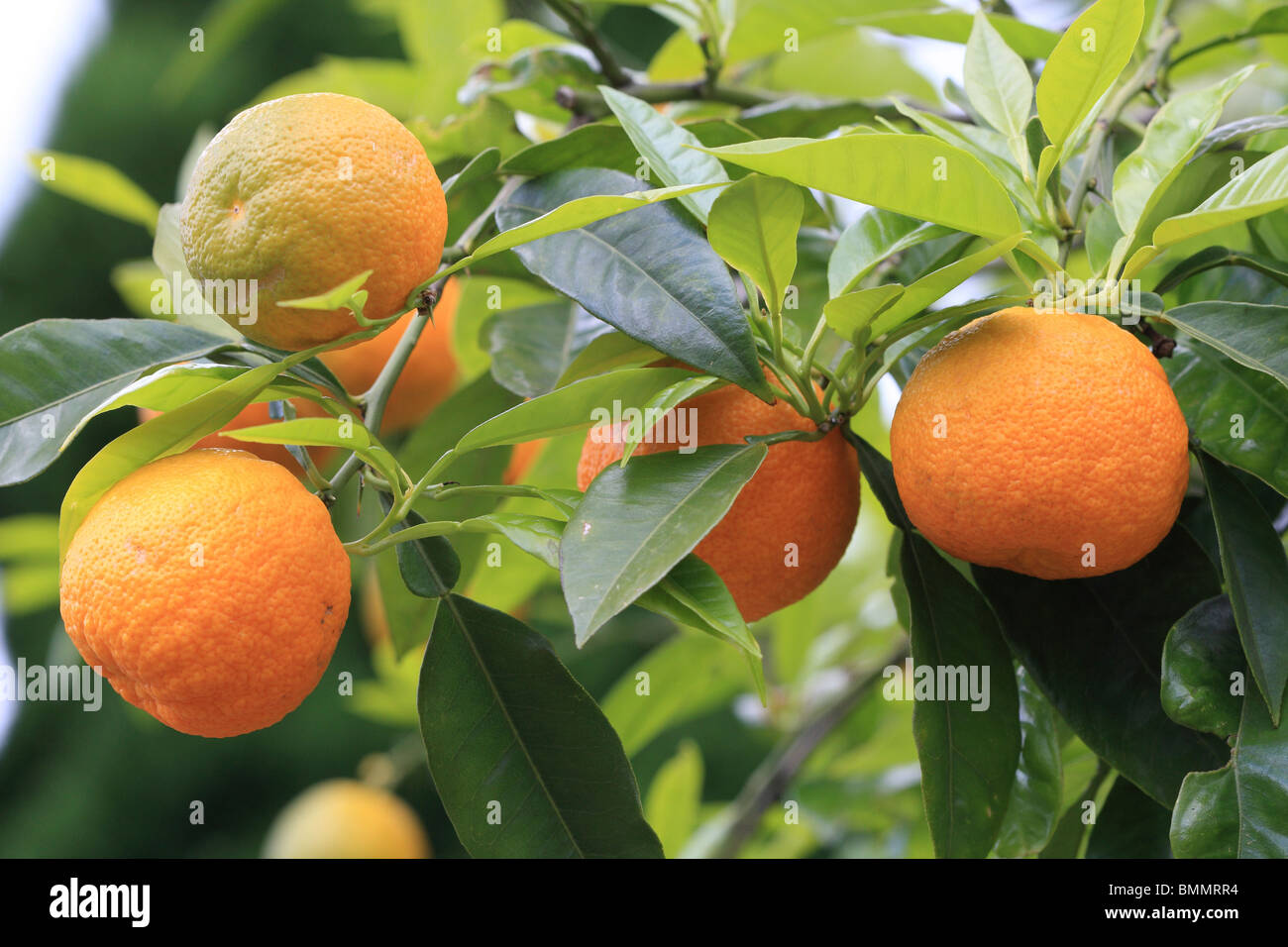 ORANGES RIPENING ON TREE Stock Photo Alamy