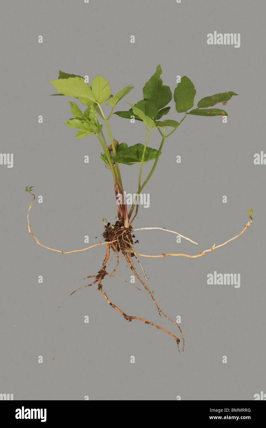 Runners vegetative propagation hi res stock photography and images