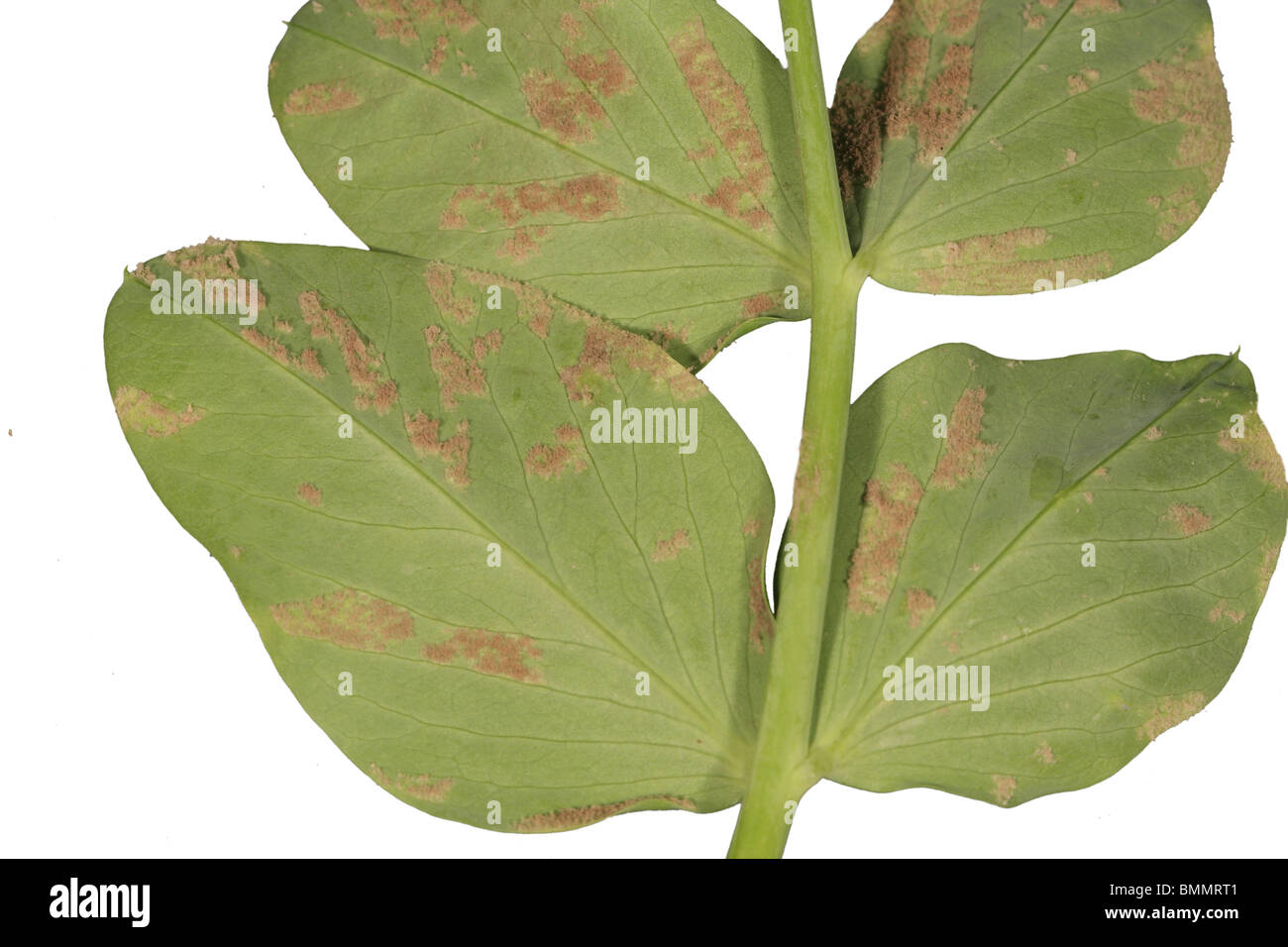 Downy mildew hi-res stock photography and images - Alamy