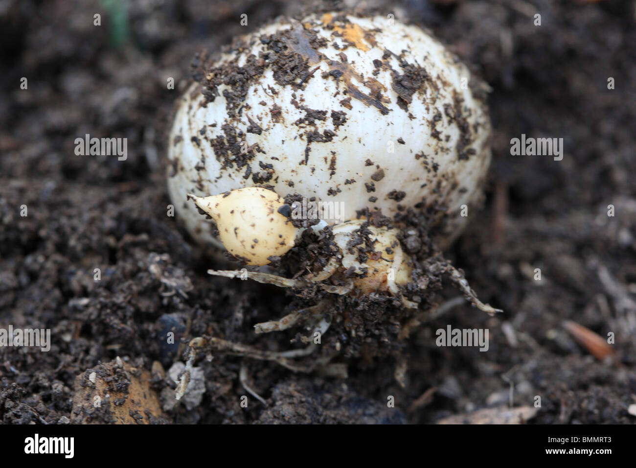 GARLIC BULB SHOWING GROWTH OF NEW BULB (VEGETATIVE PROPAGATION Stock Photo Alamy