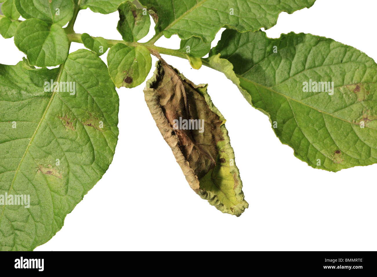 POTATO BLIGHT (Phytophthora infestans) SHOWING INFECTED LEAF TOP SURFACE CUT OUT Stock Photo