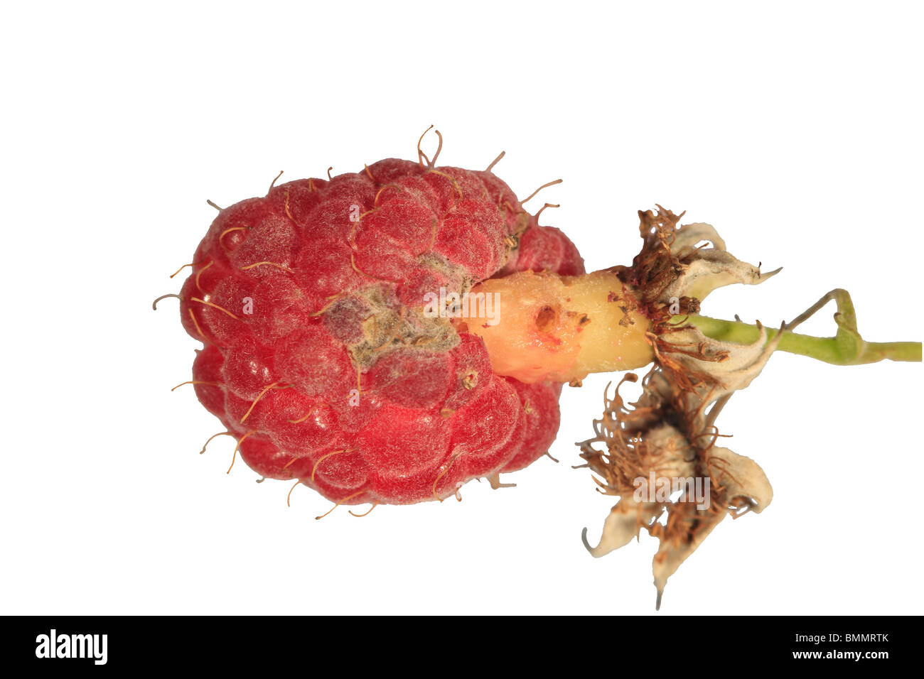 Damaged Raspberry Fruit Fruit plug hi-res stock photography and images - Alamy