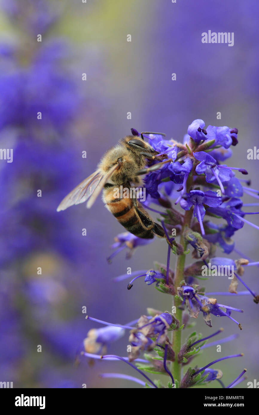 HONEY BEE (Apis melifera) TAKING NECTAR FROM FLOWER Stock Photo Alamy