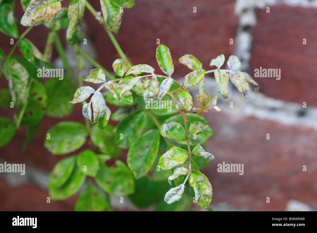 ROSE POWDERY MILDEW (Sphaerotheca pannosa) IS PREVALENT ON BUSHES IN SHELTERED POSITIONS Stock Photo