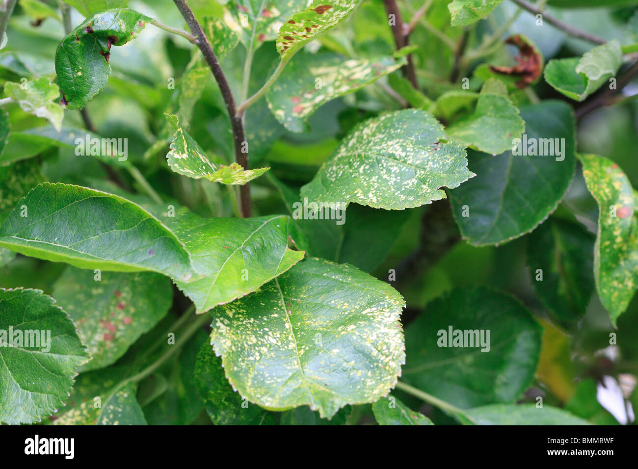 APPLE MOSAIC VIRUS PRODUCES VARIABLE YELLOW PATTERNS ON LEAVES IN EARLY SUMMER Stock Photo