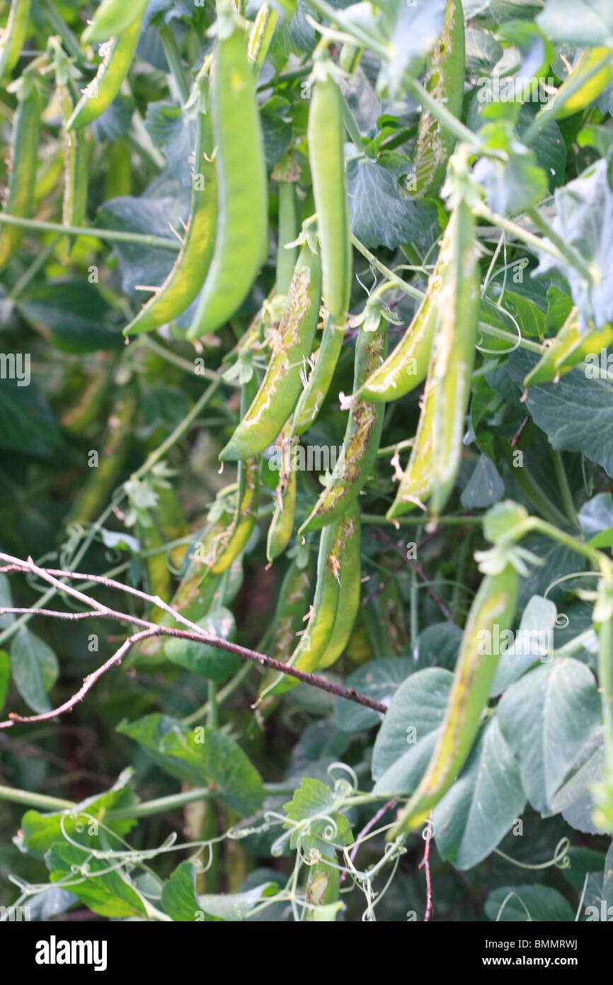 PEA PODS OPENED BY BIRDS Stock Photo