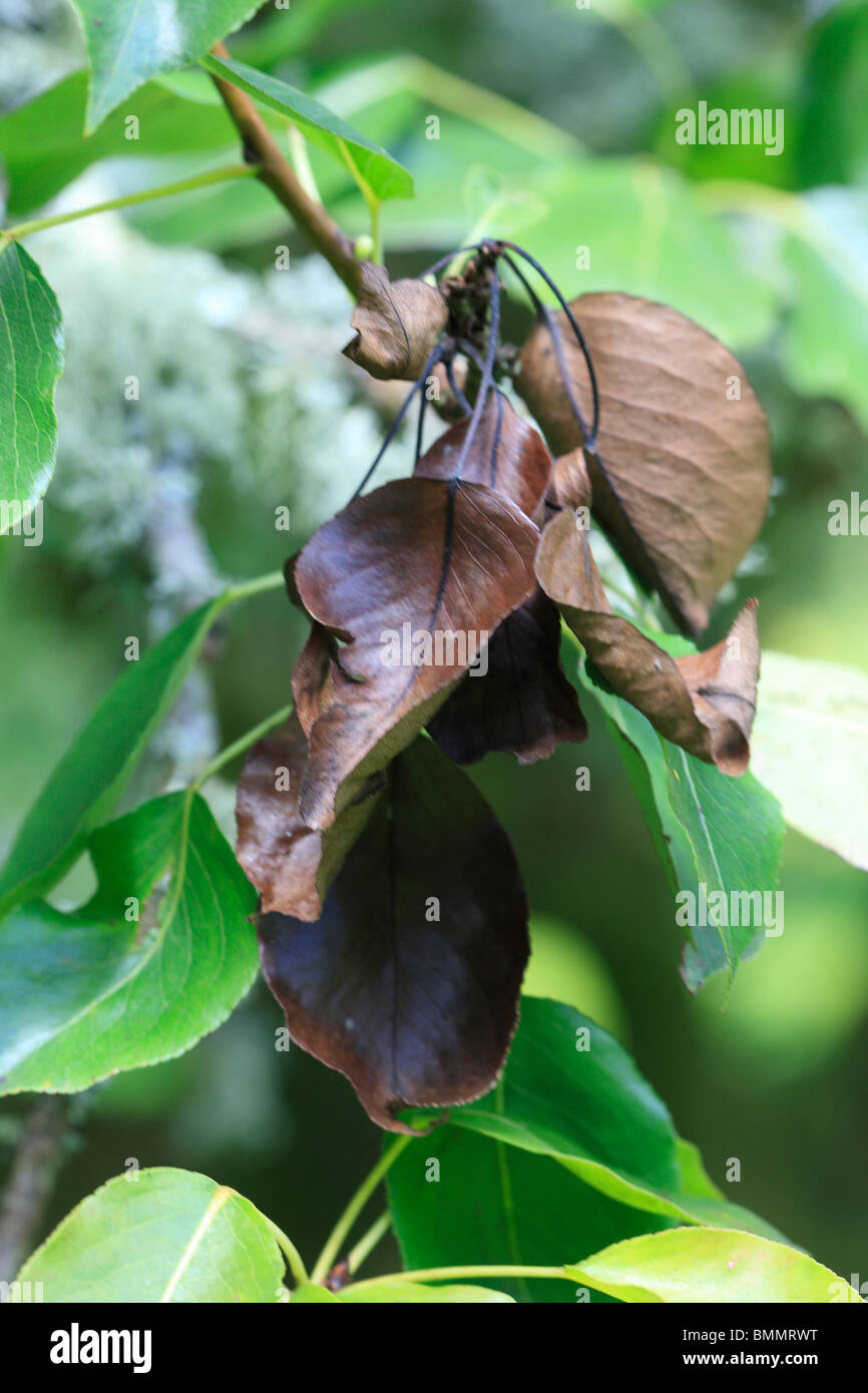 Pseudomonas syringae hi-res stock photography and images - Alamy