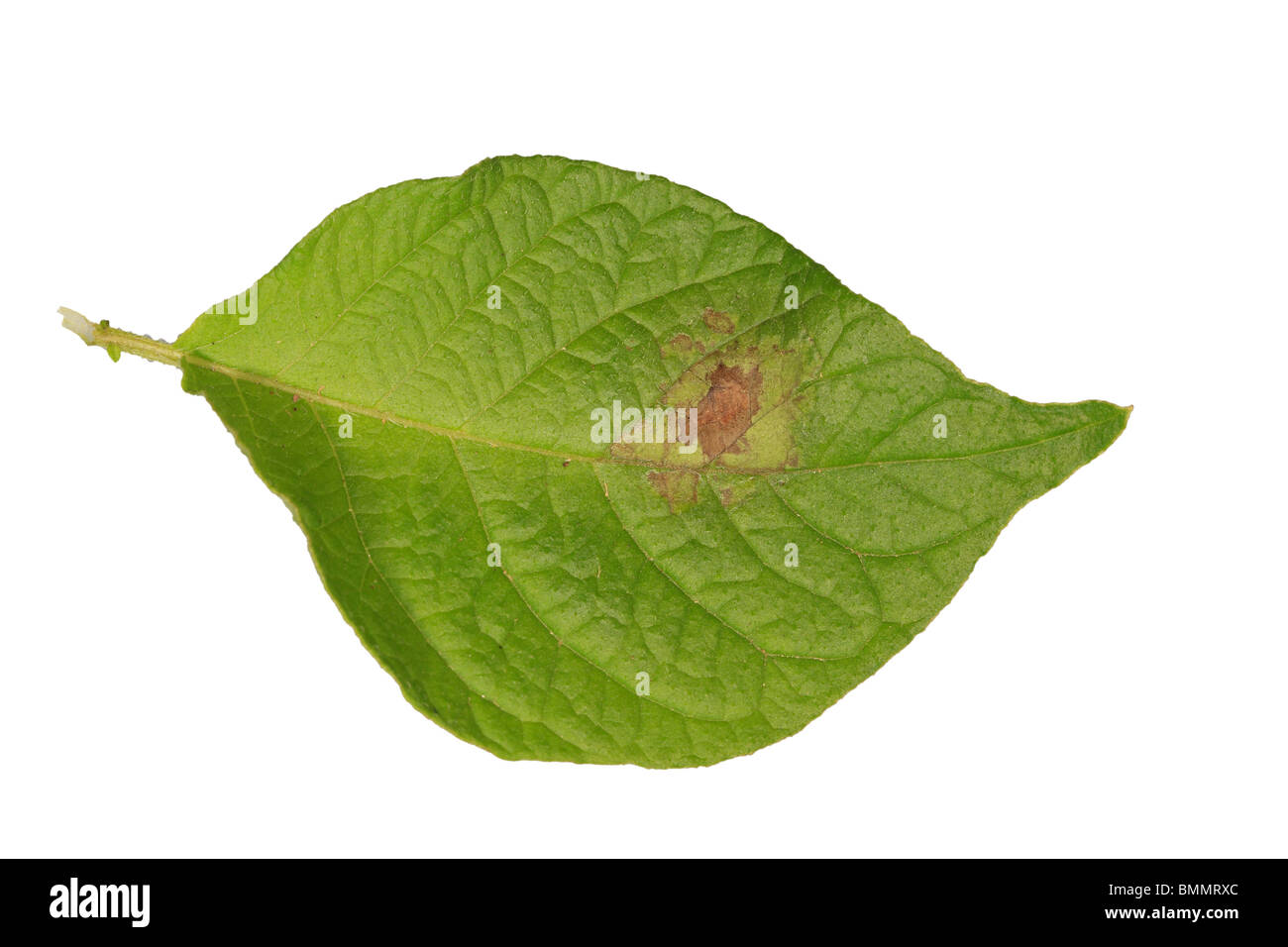 POTATO BLIGHT (Phytophthora infestans) CLOSE UP OF UPPER SURFACE OF INFECTED LEAF Stock Photo
