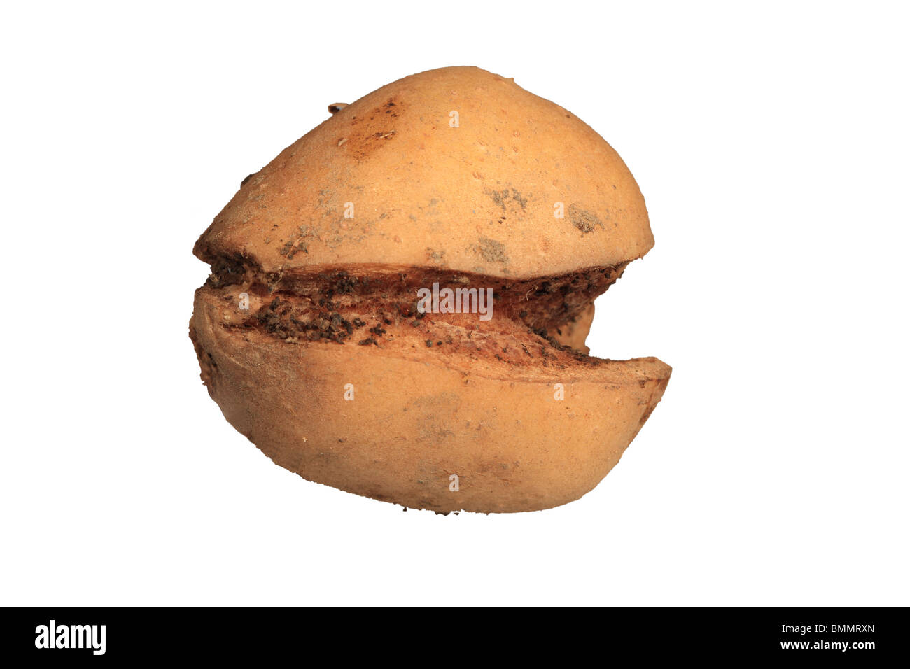 GROWTH CRACK IN POTATO CAUSED BY DRY PERIOD FOLLOWING RAPID GROWTH Stock Photo