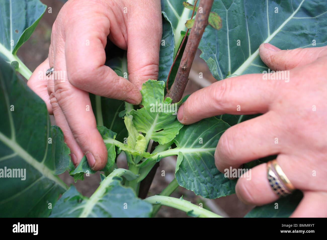 SMALL WHITE (Pieris rapae) CATERPILLARS FEED SINGLY ON THE NEW GROWTH IN BRUSSELS SPROUT Stock Photo