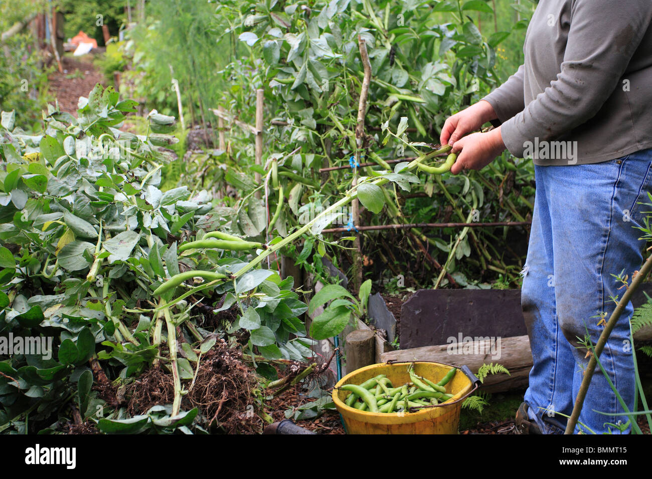 CLEARING BROAD BEAN PLANTING Stock Photo Alamy