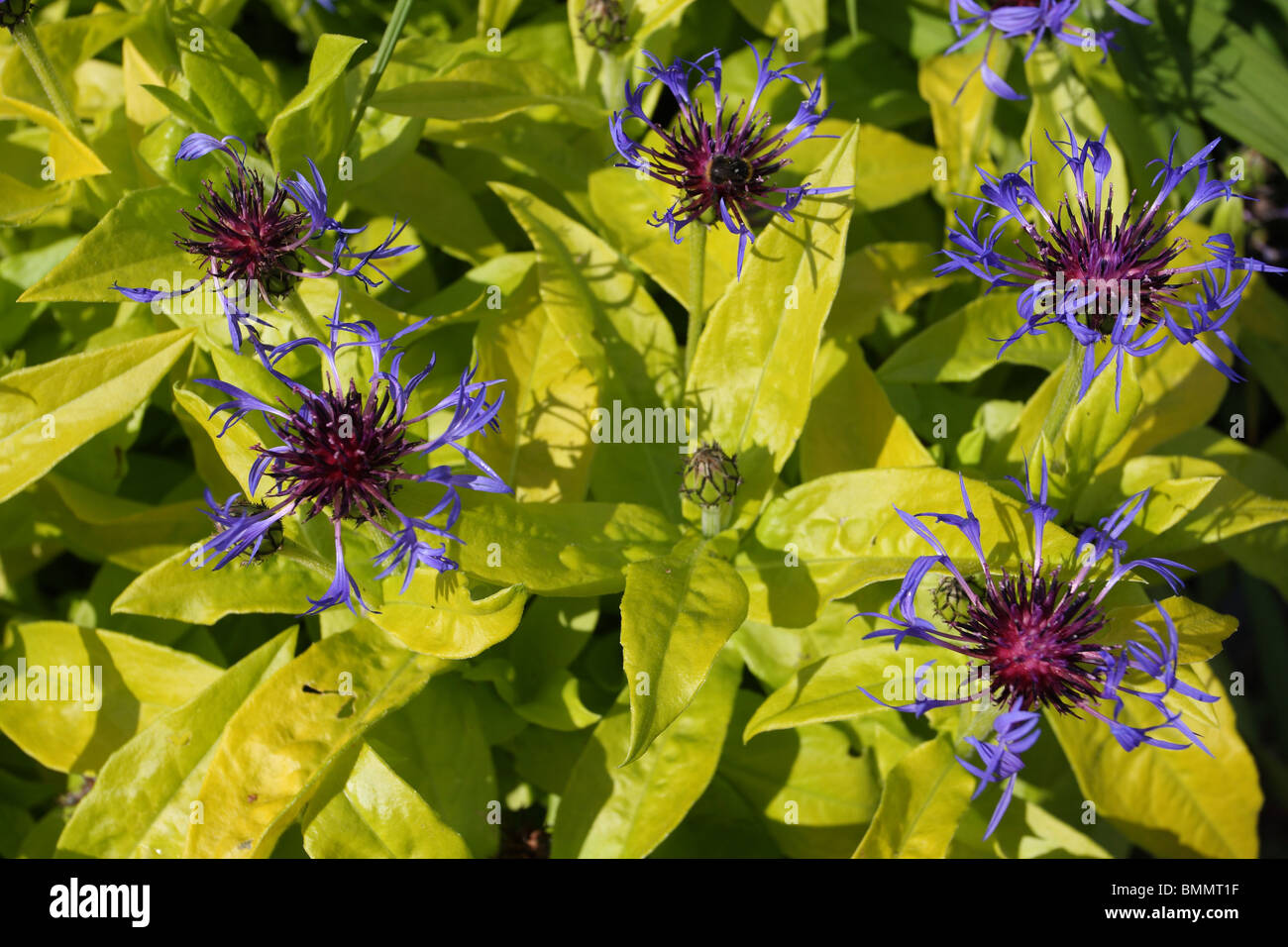 Centaurea montana gold bullion hires stock photography and images Alamy
