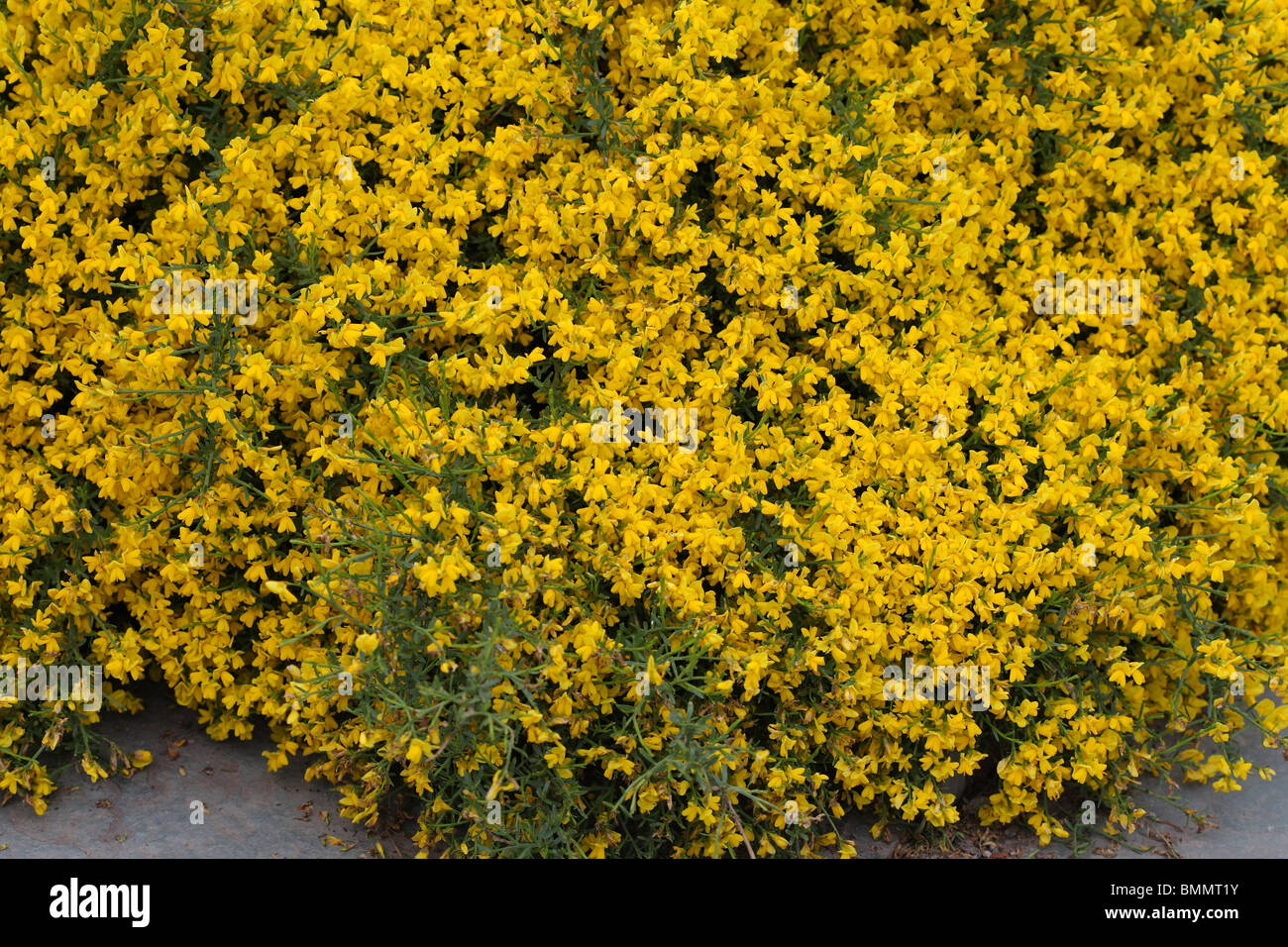 GENISTA LIDIA PLANT IN FLOWER Stock Photo