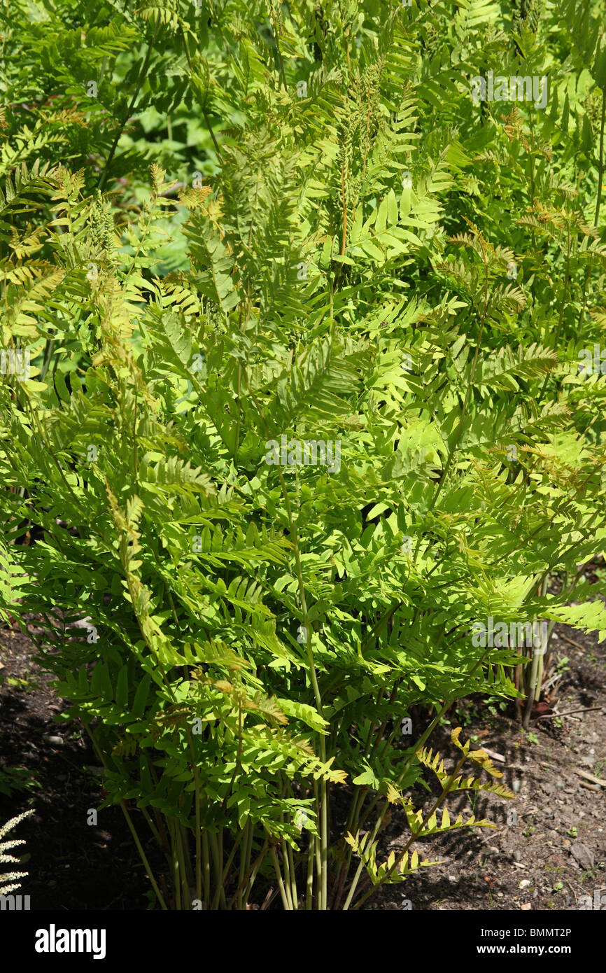 ROYAL FERN (Osmunda regalis) Stock Photo