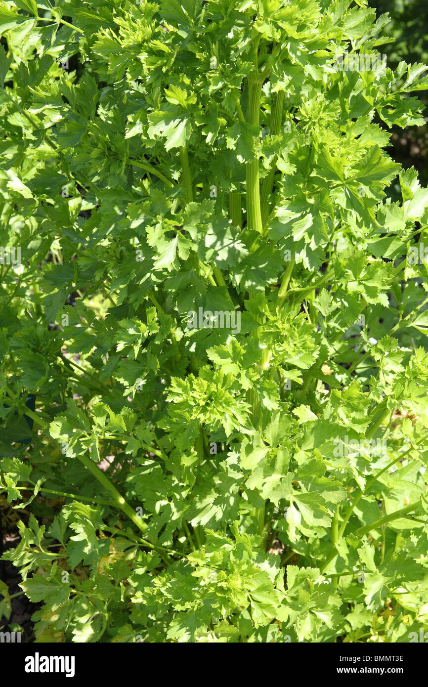 WILD CELERY (Apium graveolus) PLANT IN SUMMER Stock Photo Alamy