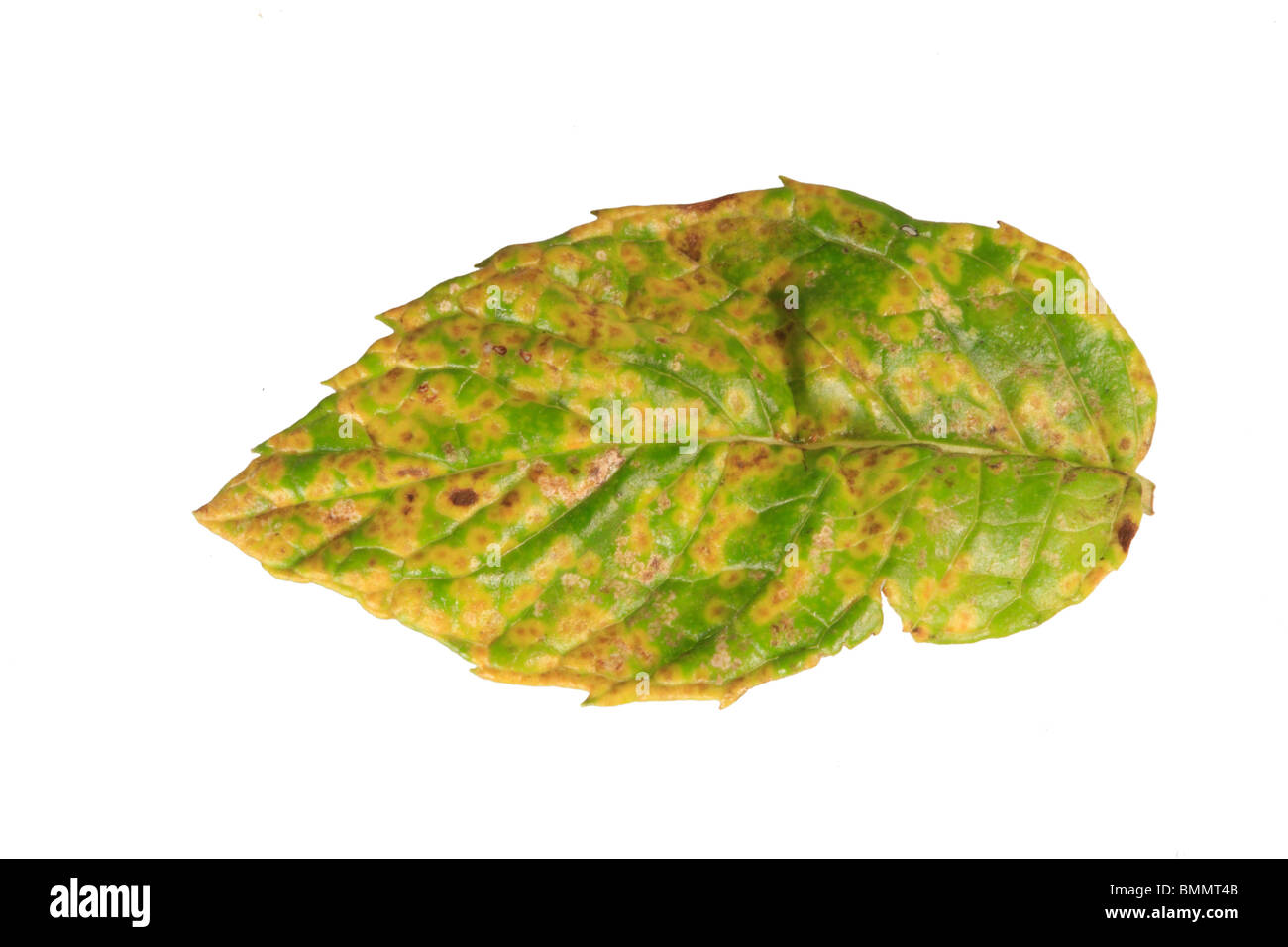 MINT RUST (Puccinia menthae) SHOWING PUSTULES ON UPPER LEAF SURFACE