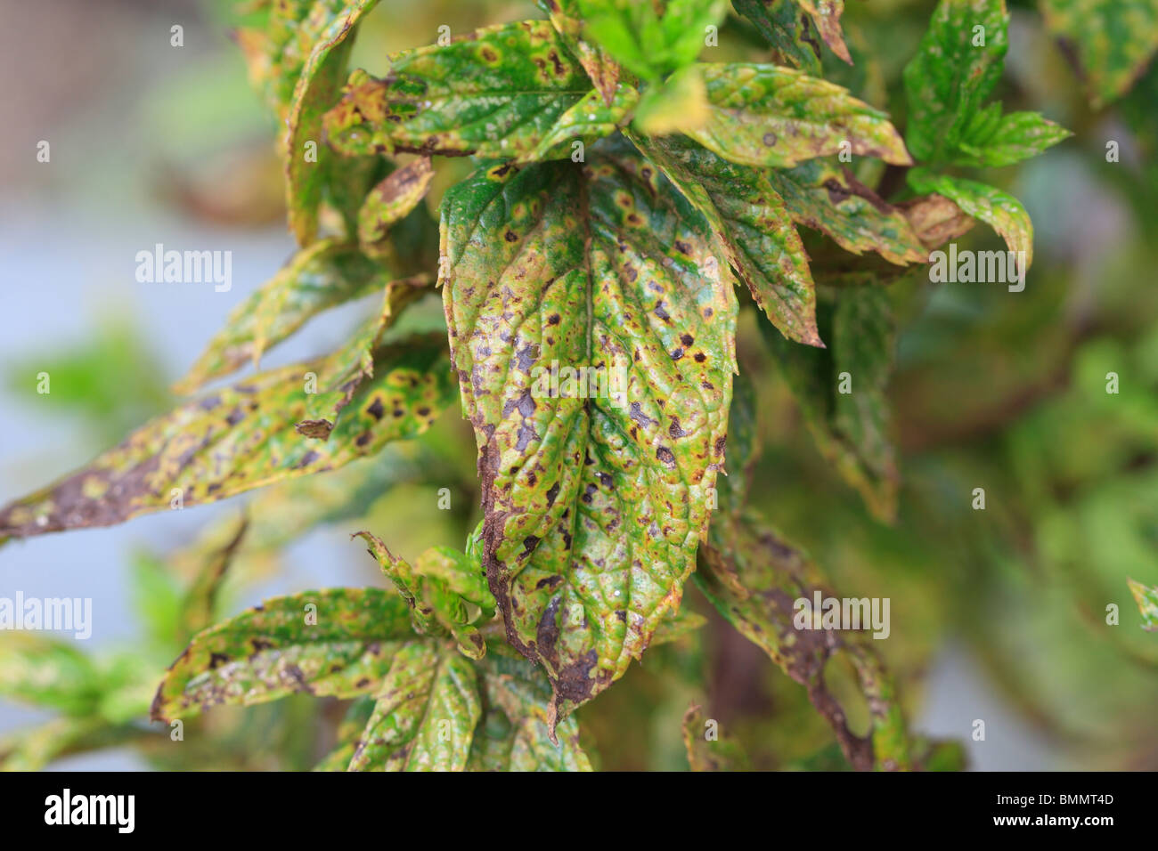 MINT RUST (Puccinia menthae) PLANT SHOWING SIGNS OF ATTACK Stock Photo