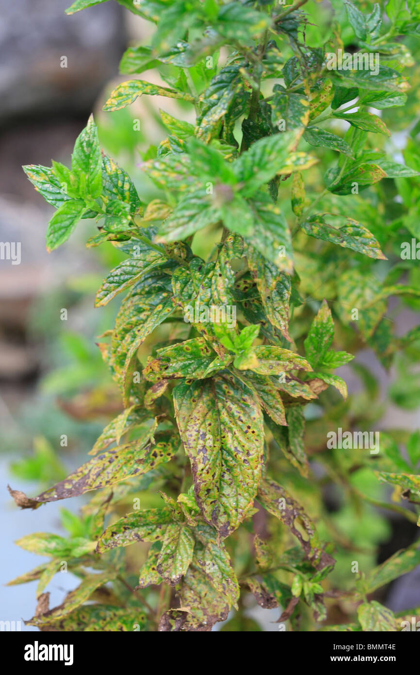 MINT RUST (Puccinia menthae) PLANT SHOWING SIGNS OF ATTACK Stock Photo