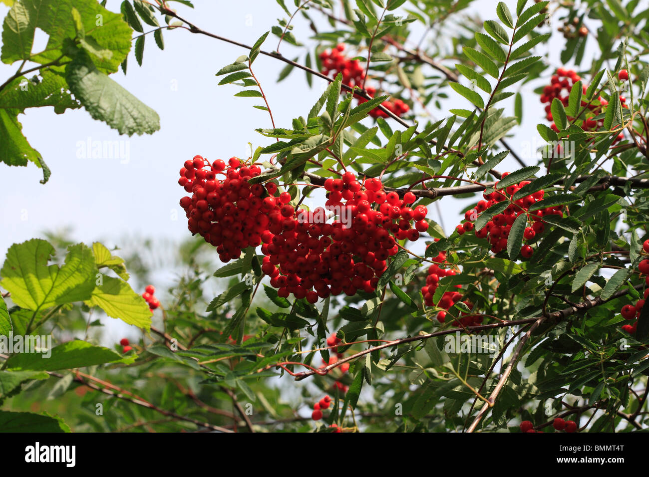 ROWAN (Sorbus acuparia) HEDGEROW BERRIES FOR BIRDS AND MAMMALS Stock Photo