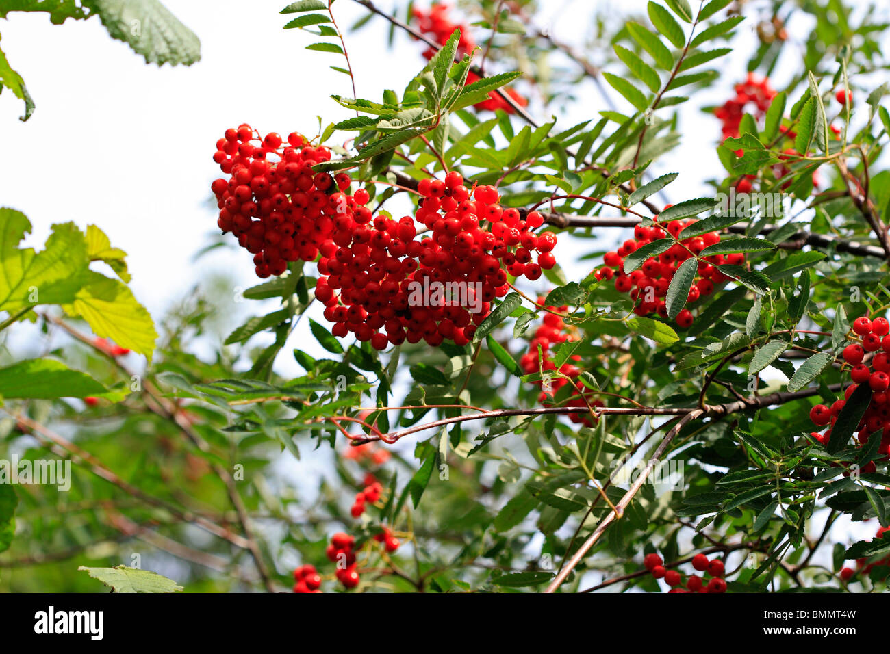 ROWAN (Sorbus acuparia) HEDGEROW BERRIES FOR BIRDS AND MAMMALS Stock Photo