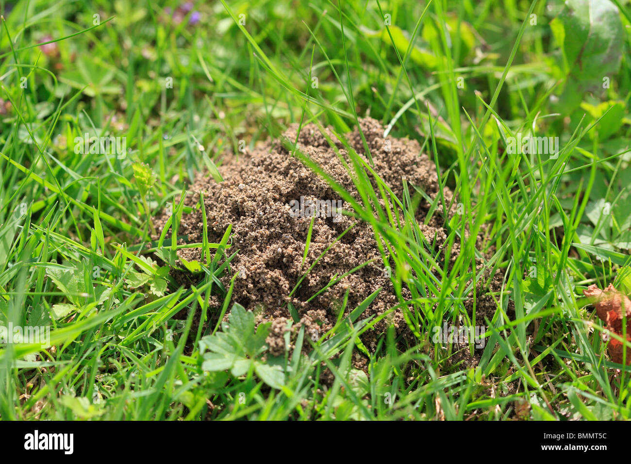 Yellow meadow ant nest hires stock photography and images Alamy