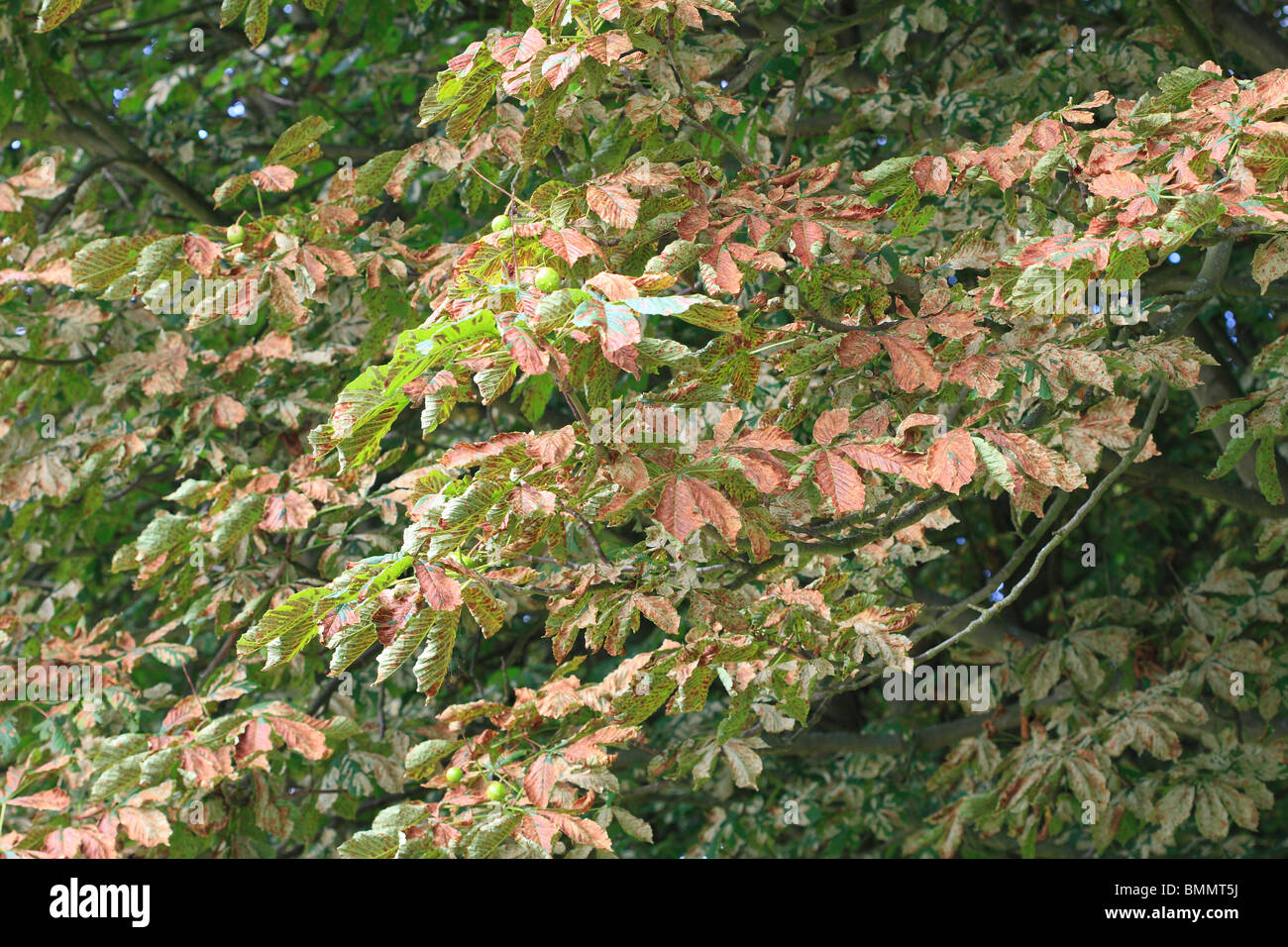 HORSE CHESTNUT LEAF MINER (Cameraria ohridella) SHOWING EXTENSIVE DAMAGE TO TREE IN MID SUMMER Stock Photo