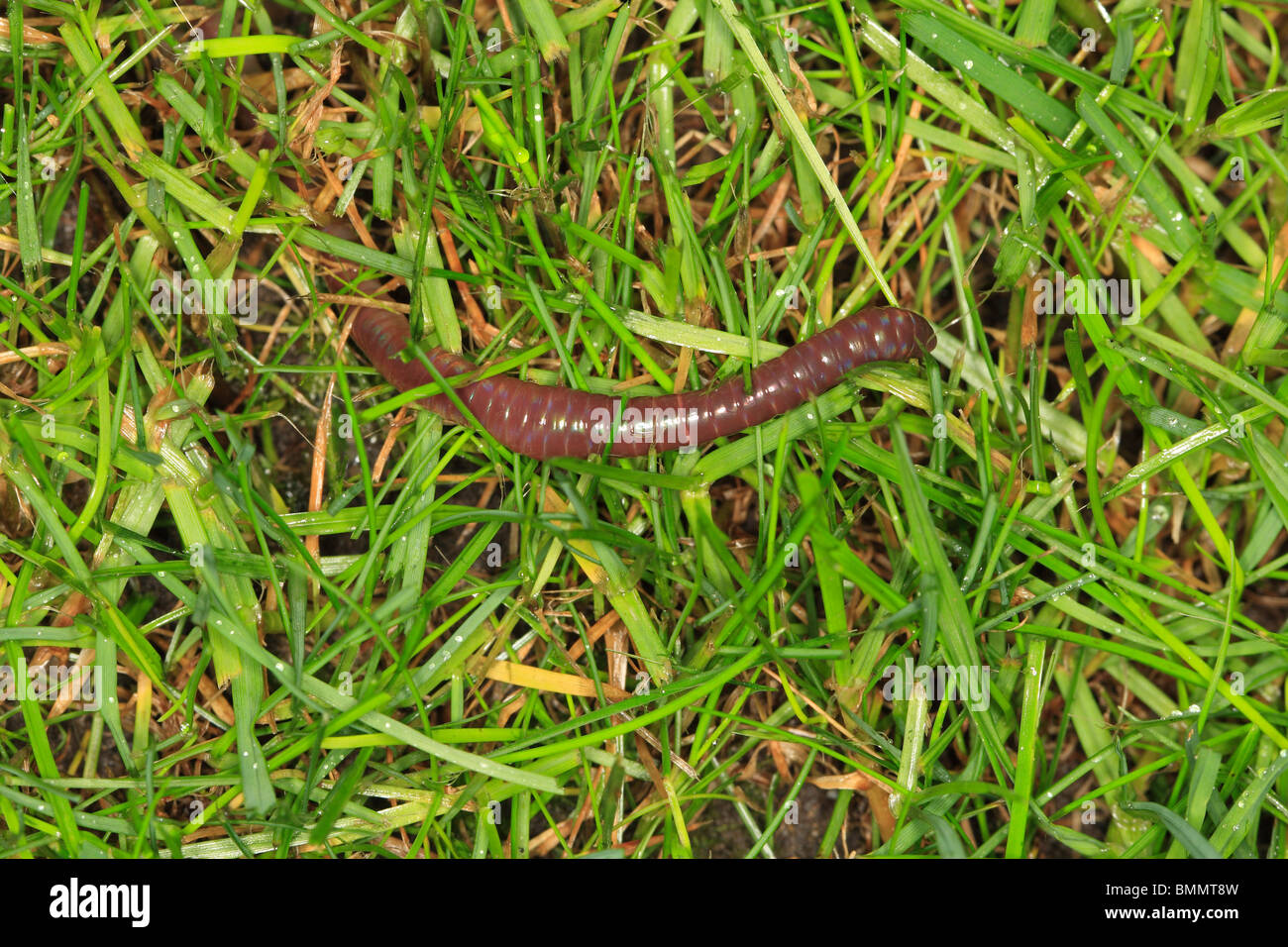 EARTHWORM (Lumbricus terrestis) COMES PARTIALLY OUT OF BURROW TO FIND FOOD AT NIGHT Stock Photo