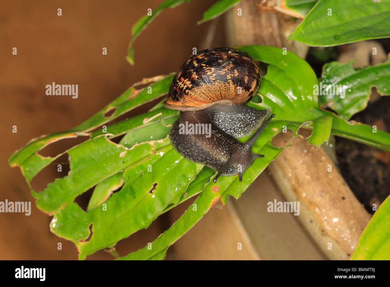 GARDEN SNAIL (Helix aspersa) EATING HOSTA AT NIGHT Stock Photo Alamy