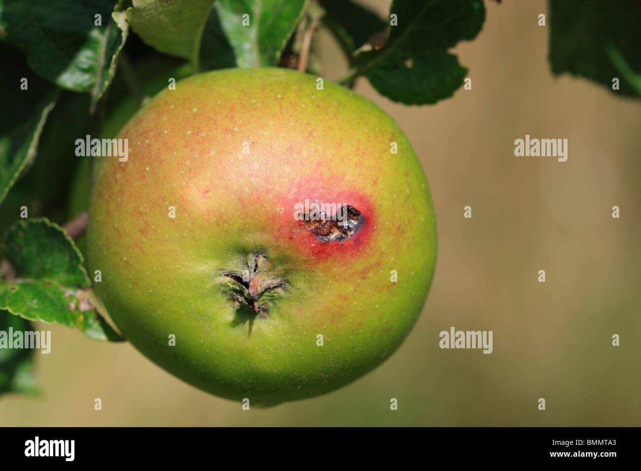 Bag your apples to keep maggots and codling moths away