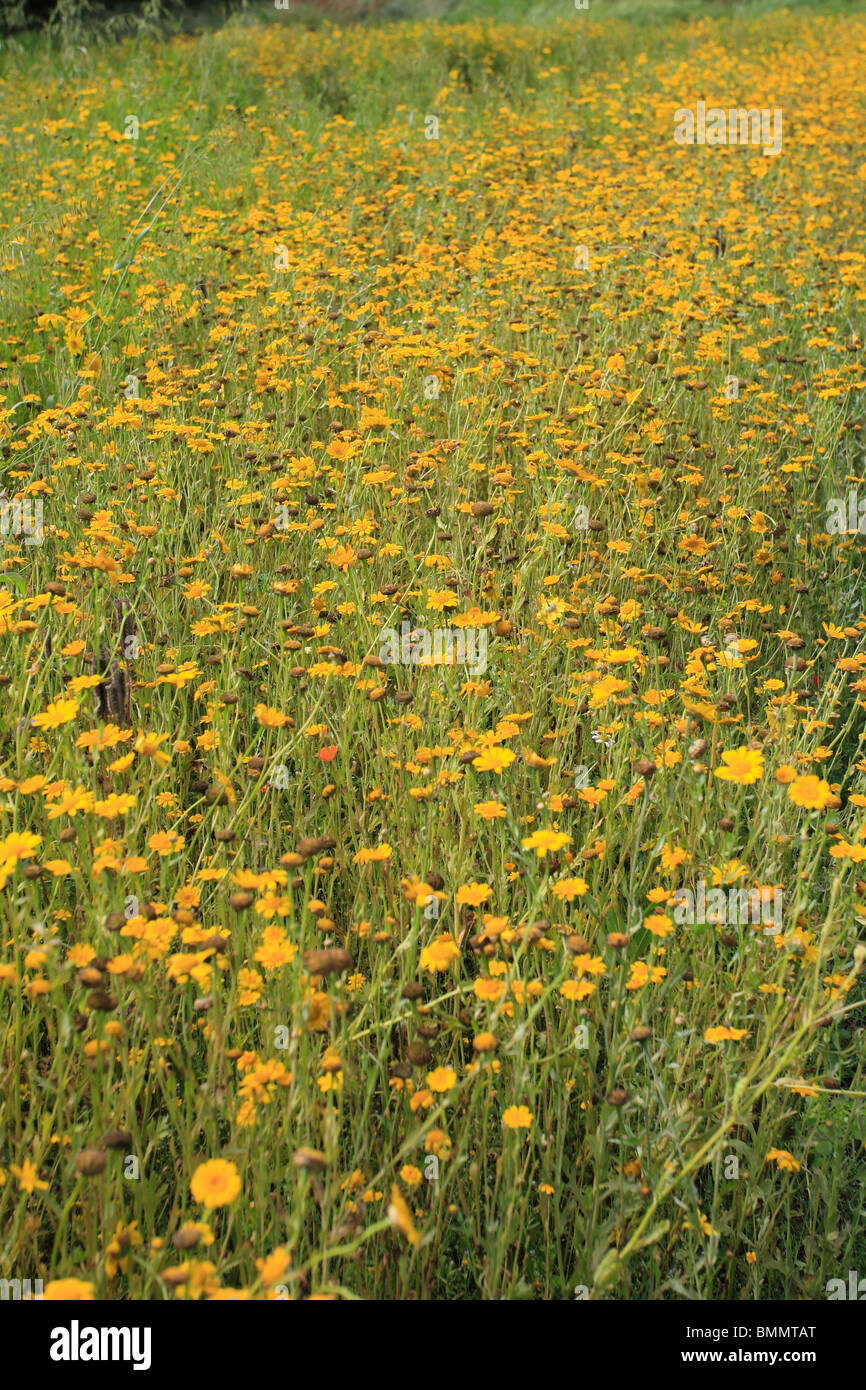MEADOW CONTAINING MASSED CORN MARIGOLDS IN FLOWER Stock Photo
