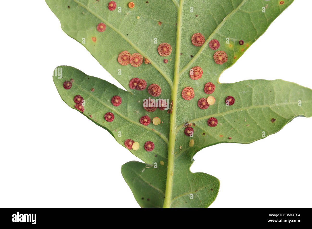 COMMON SPANGLE GALL (Neuroterus quercusbaccarum) ON UNDERSIDE OF OAK LEAF Stock Photo