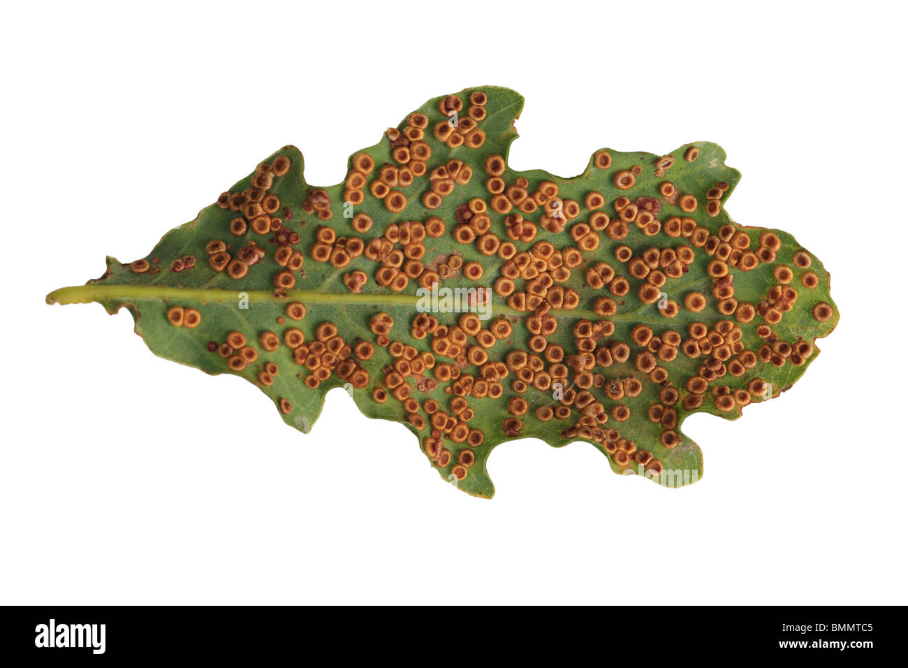 SILK SPANGLE BUTTON GALL (Neuroterus numismalis) ALMOST COVER THE UNDERSIDE OF AN OAK LEAF Stock Photo