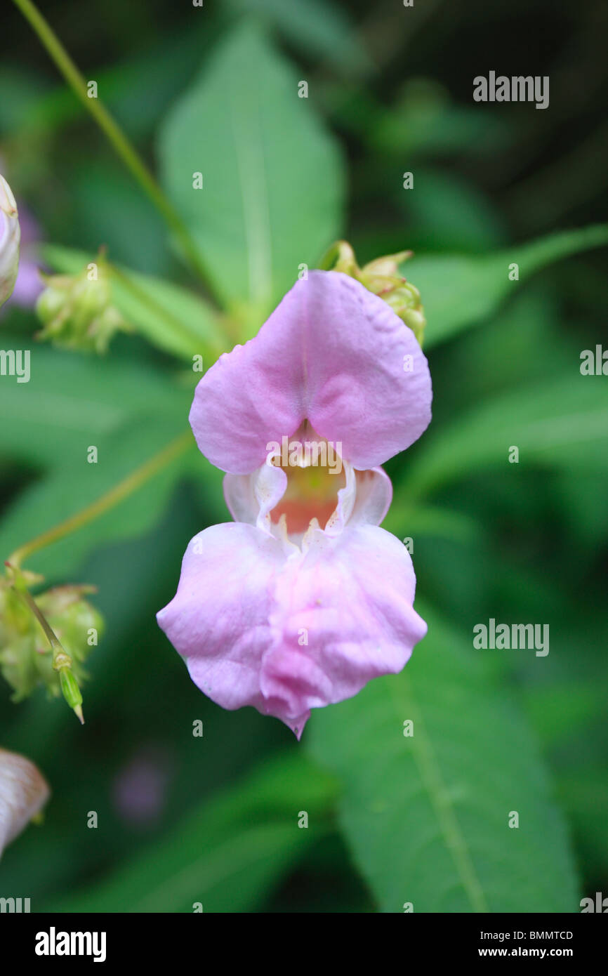 HIMALAYAN BALSAM (Impatiens glandulifera) CLOSE UP OF FLOWER Stock Photo