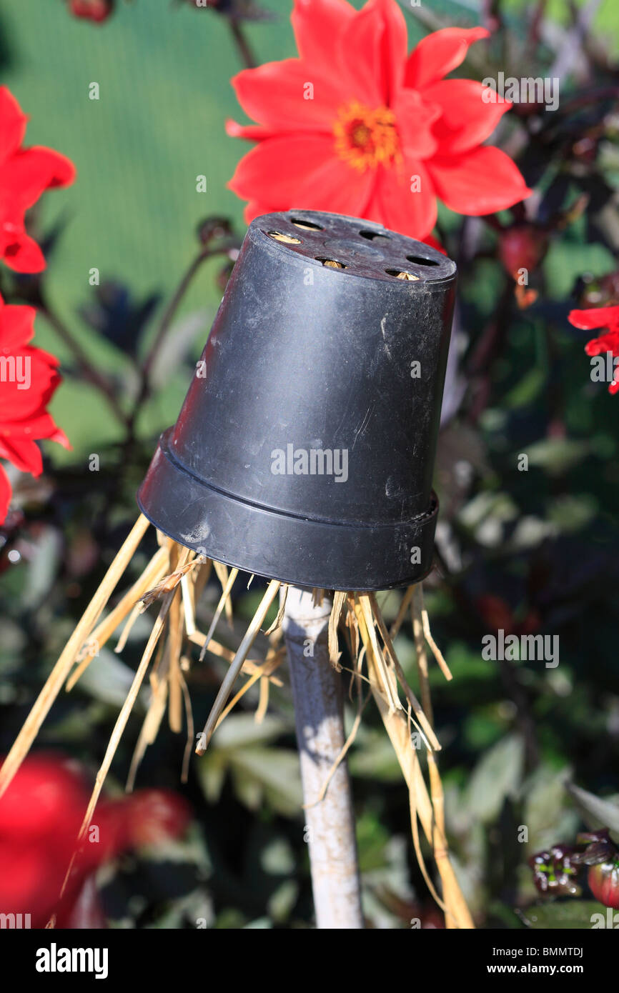 EARWIG TRAP AMONGST DAHLIAS Stock Photo Alamy