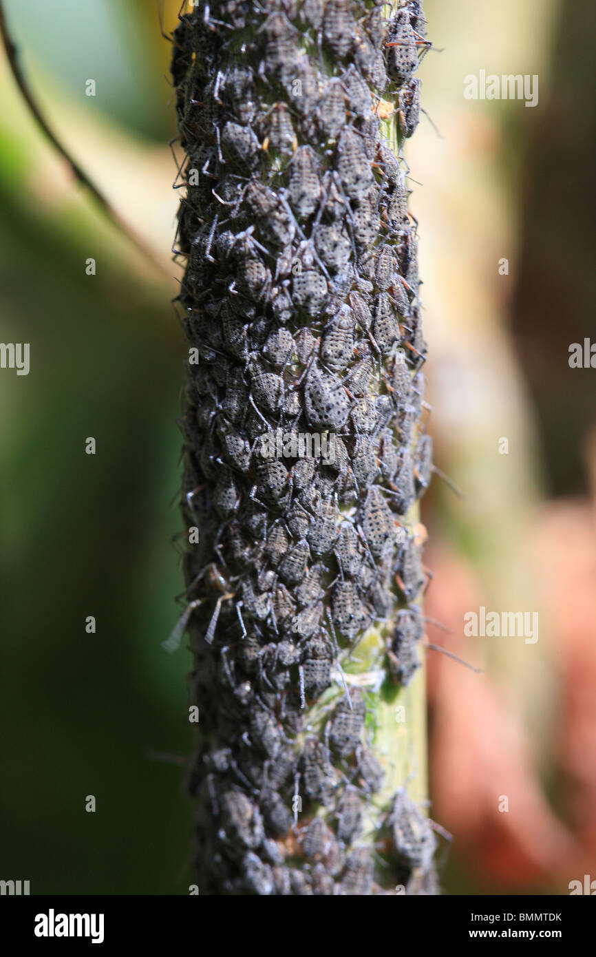 LARGE WILLOW APHID (Tuberolachnus salignus) MASSING ON WILLOW BRANCH