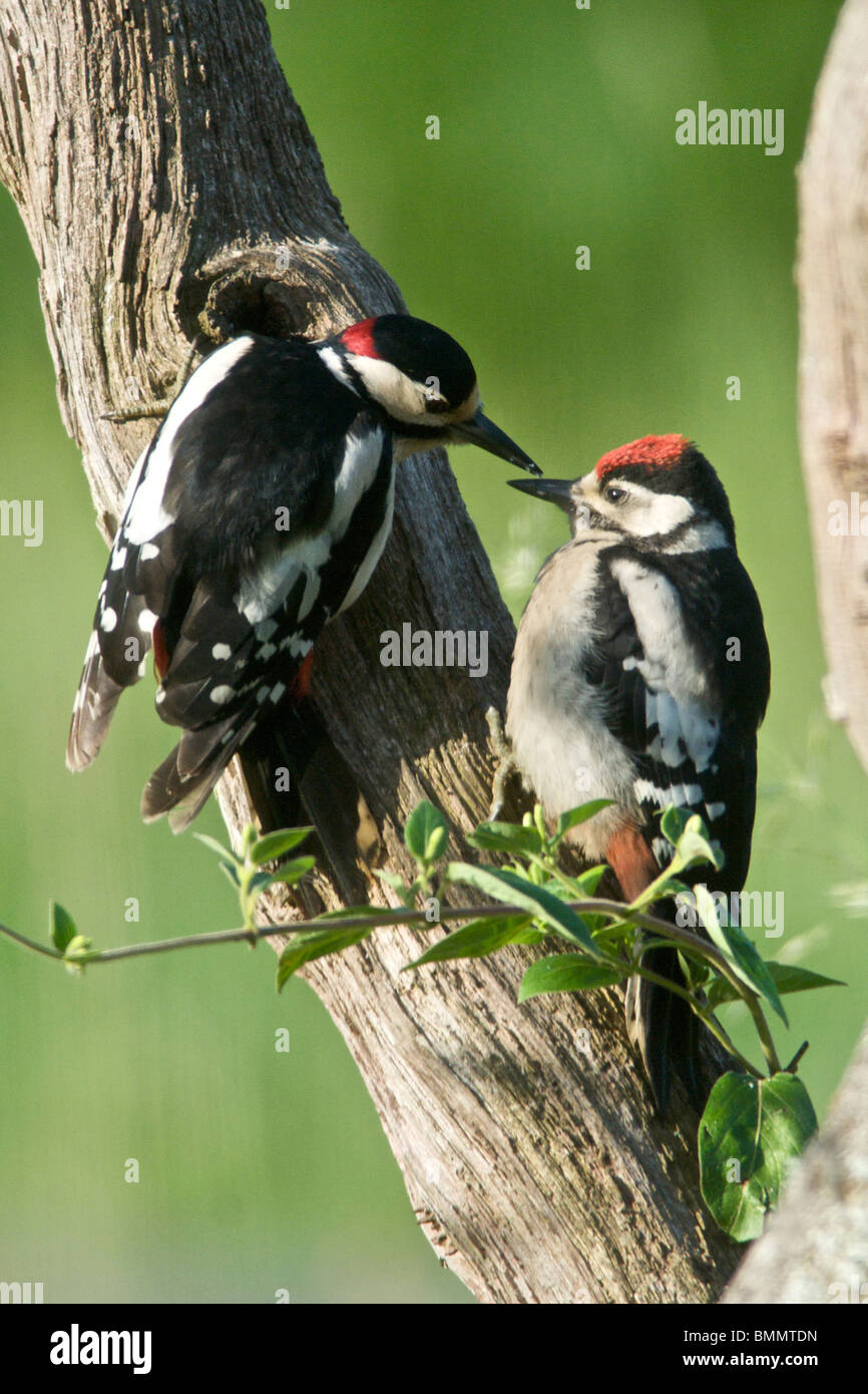 Greater Spotted Woodpecker (Dendrocopos major) sometimes called Great Spotted Woodpecker a native of the UK a woodland bird Stock Photo