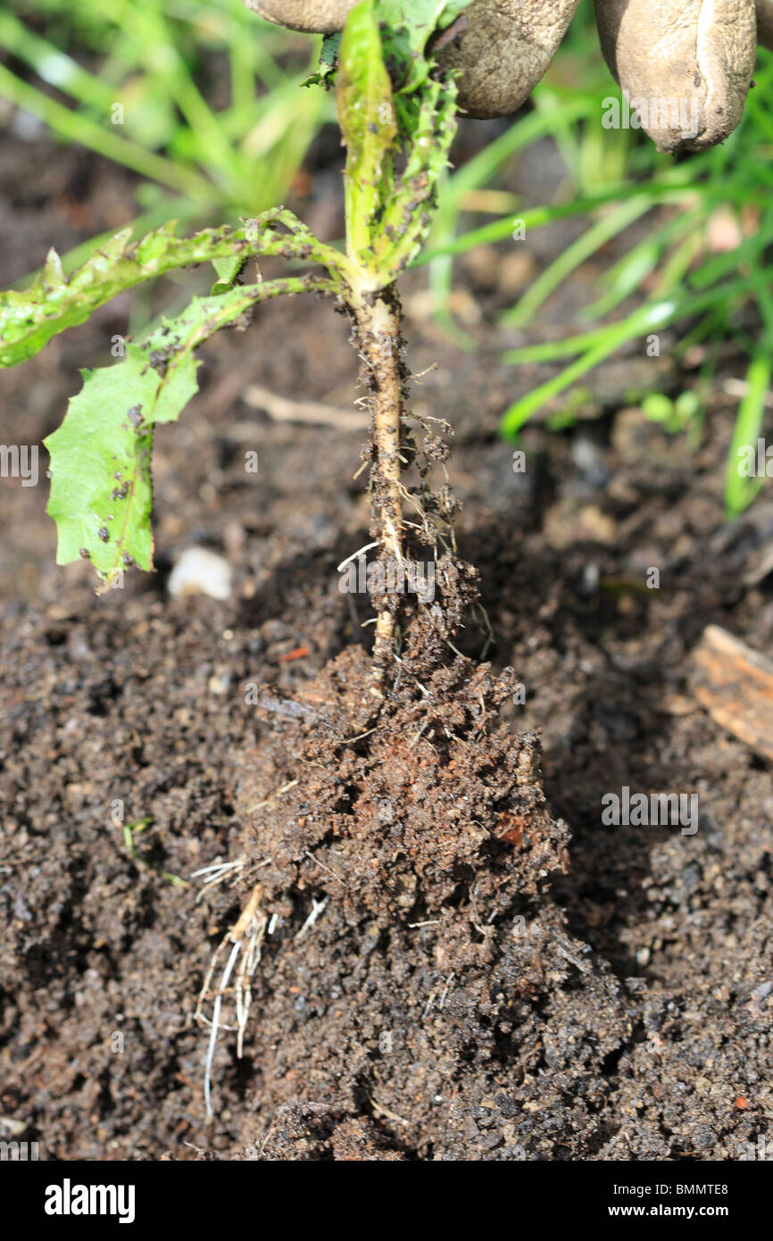 Dandelion With Taproot