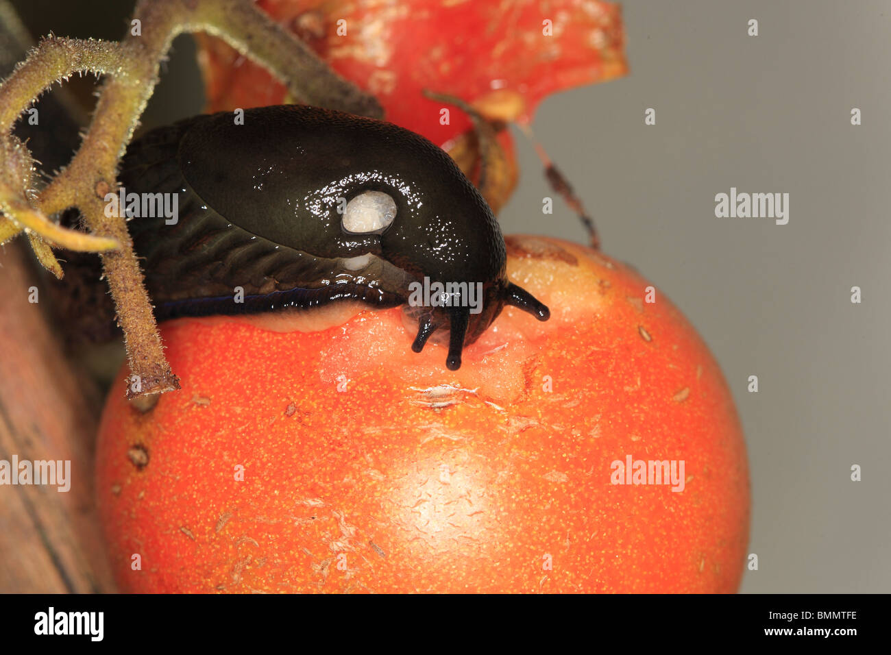 BLACK SLUG (Arion ater) EATING TOMATO AT NIGHT Stock Photo Alamy