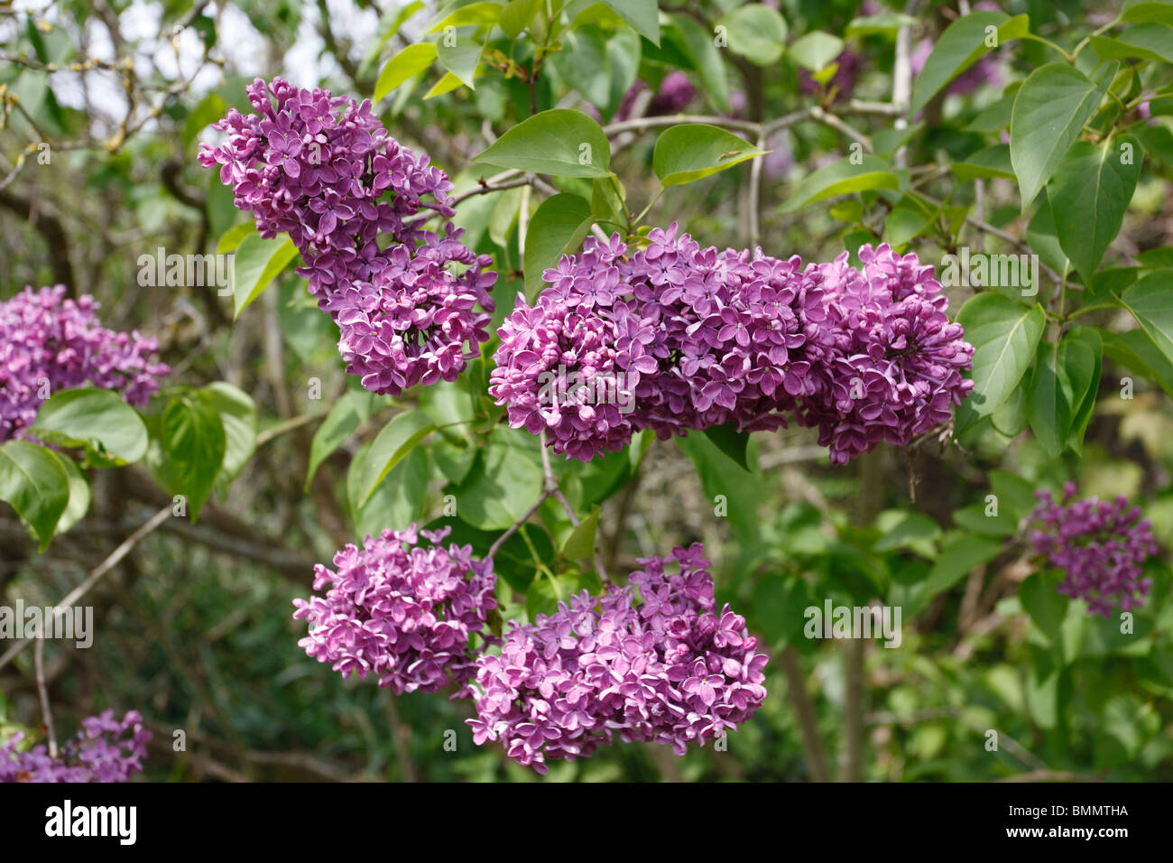 Lilac Trees And Shrubs In Flower Syringa Vulgaris