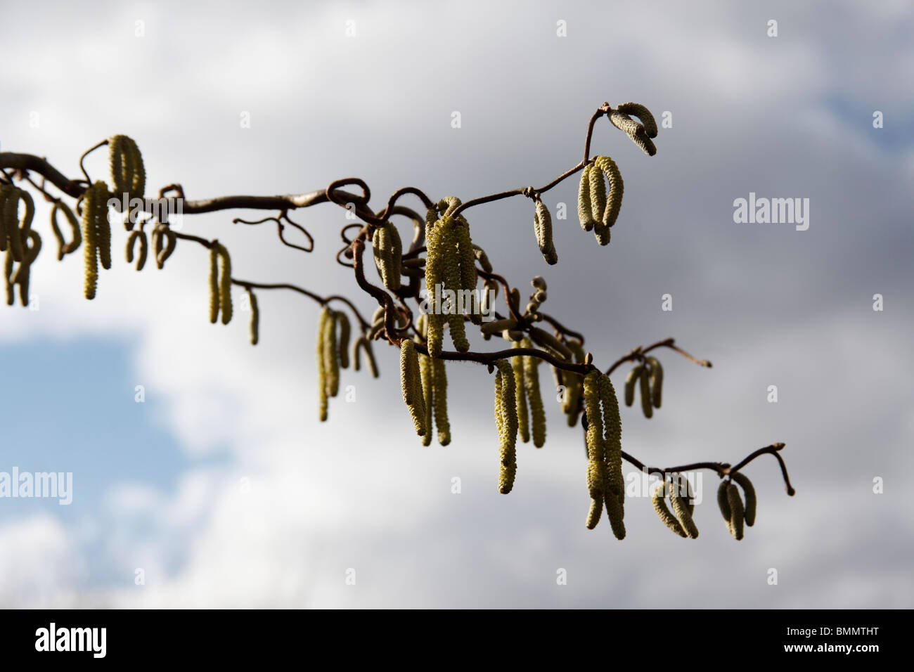 Contorted hazel hi-res stock photography and images - Alamy