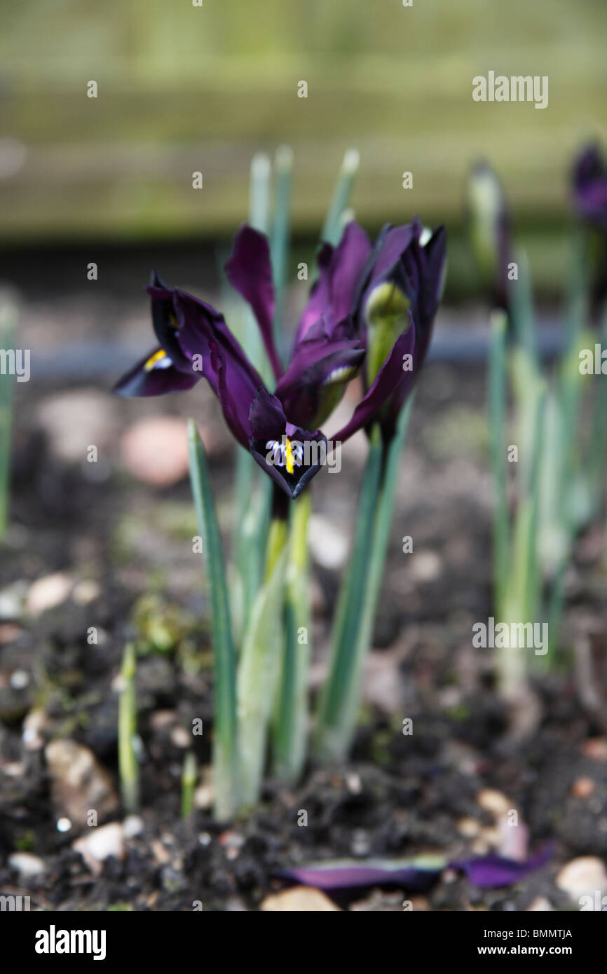 Iris reticulata J.S.Dijt plants in flower Stock Photo