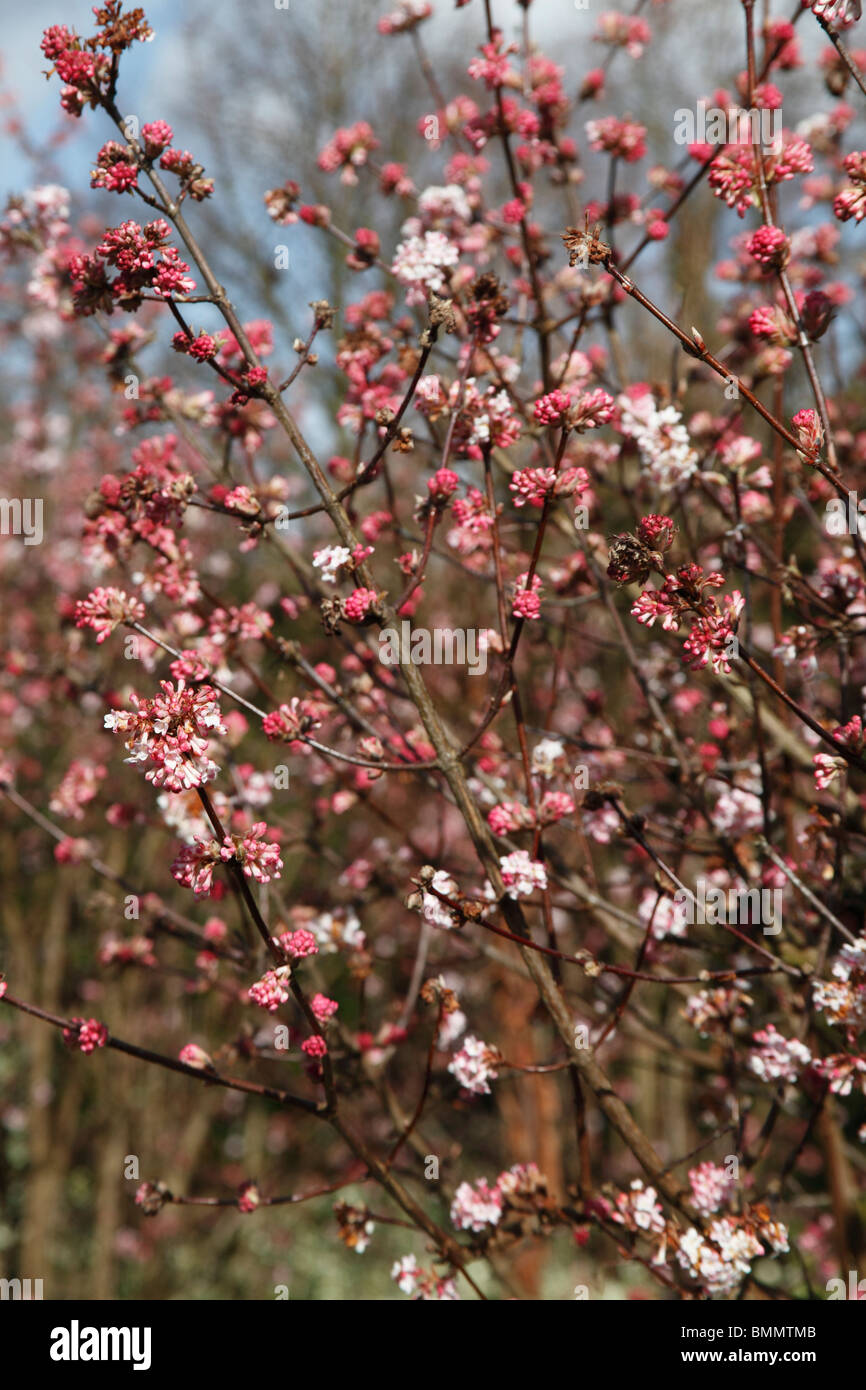 Viburnum x bodnantense Dawn shrub in flower Stock Photo Alamy