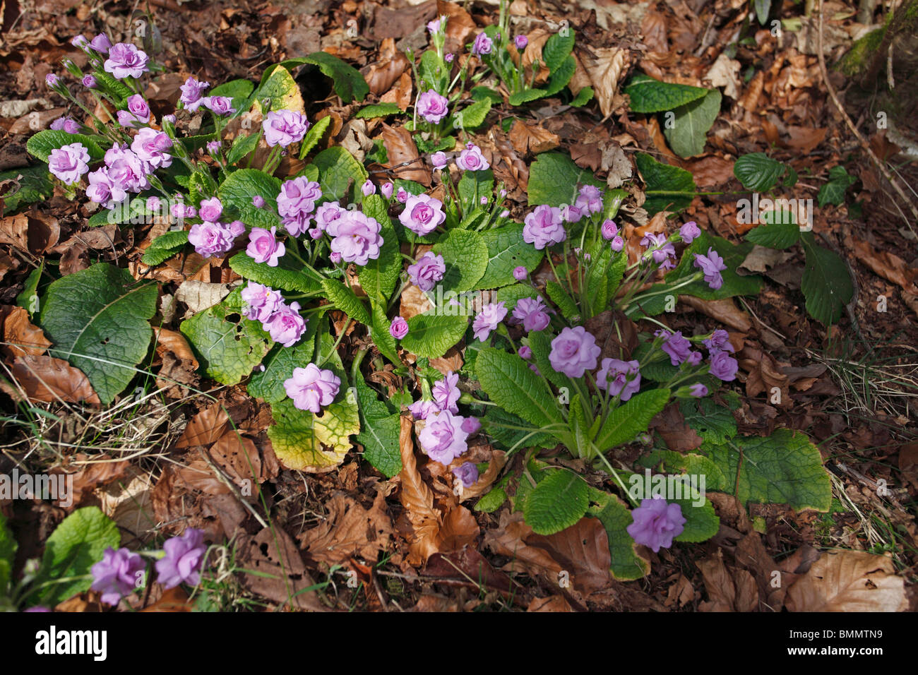 Primrose (Primula vulgaris Marie crousse) close up of naturalised plants Stock Photo