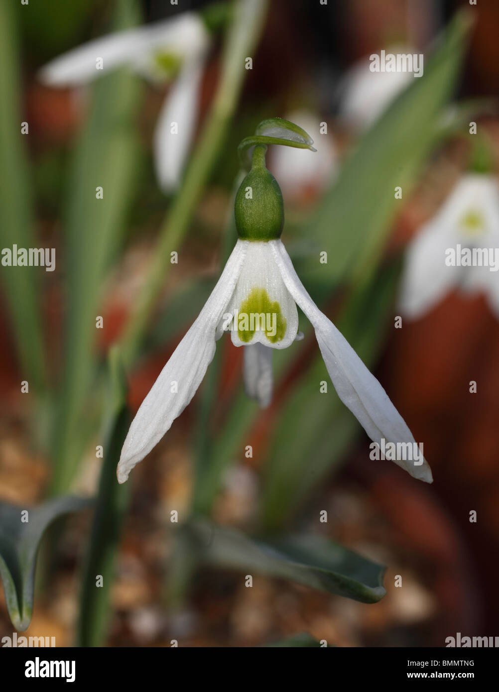 Snowdrop (Galanthus elwesii) close up of flowers Stock Photo - Alamy