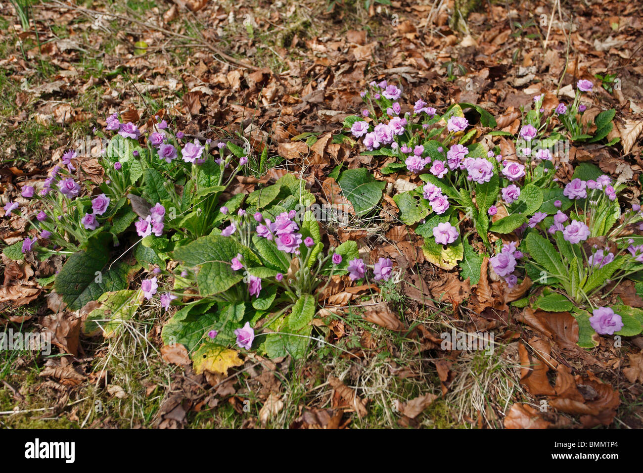 Primrose (Primula vulgaris Marie crousse) naturalised plants Stock Photo